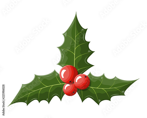 Twig of holly with leaves and berries on white