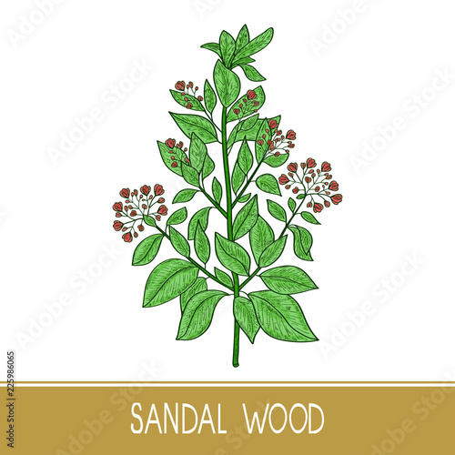 Sandal wood. Plant. A stem, leaf, flower. Color. Sketch.