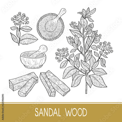 Sandal wood. Plant. A stem, leaf, flower. Powder, mortar, spoon.