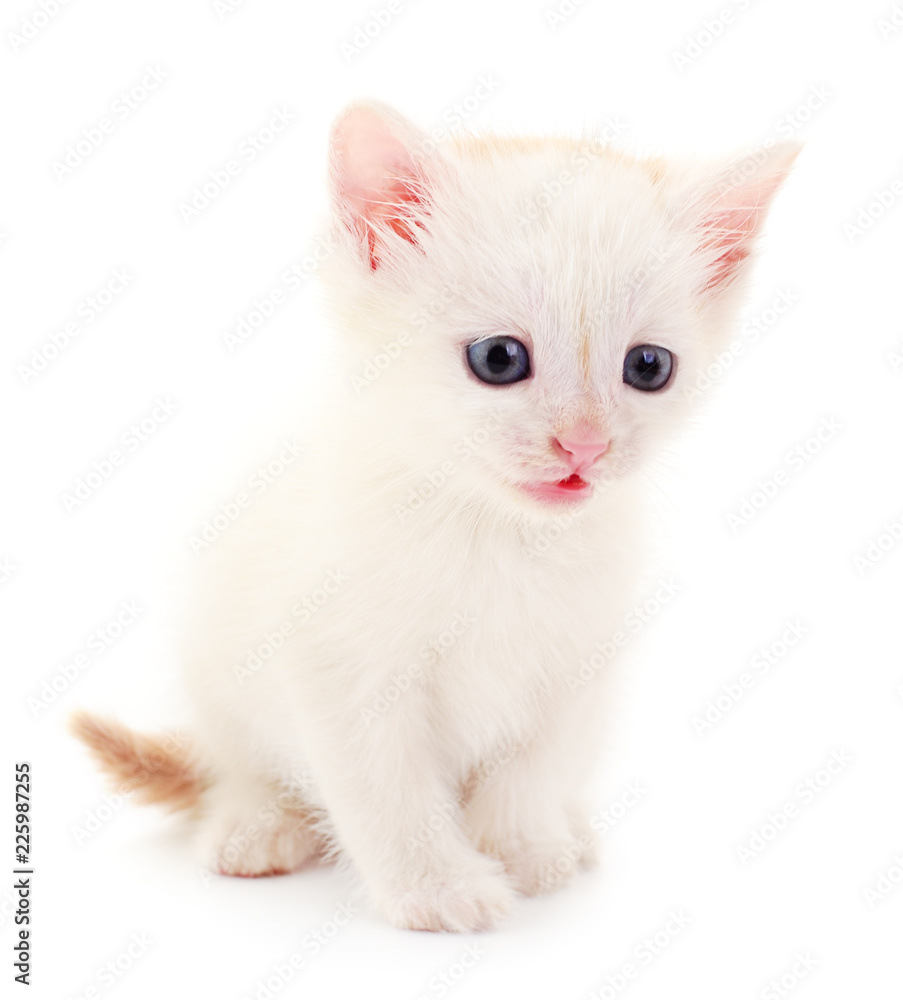 Smal white kitten .