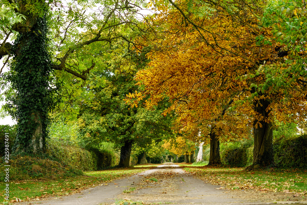 Way with peaceful autumn view Way with peaceful autumn view