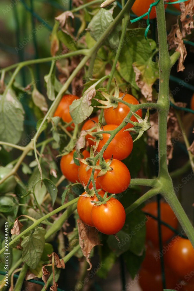 tomates de rama