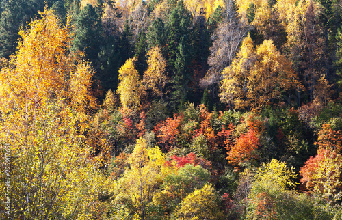 Top view of the autumn forest. Natural abstract background of yellowed trees, green pines and red falling leaves of shrubs