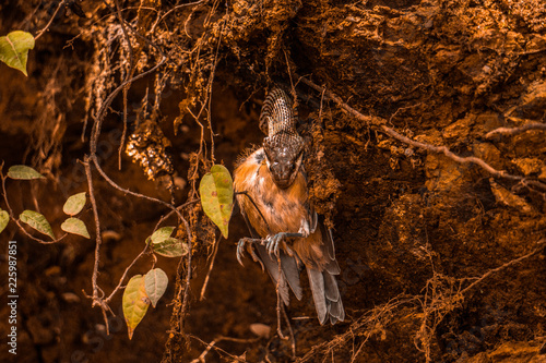 Tablou pe pânză snake devouring a bird wild in nature