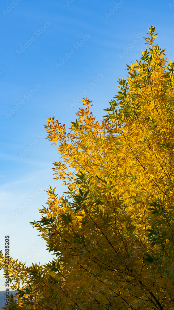 Fototapeta premium tree in fall