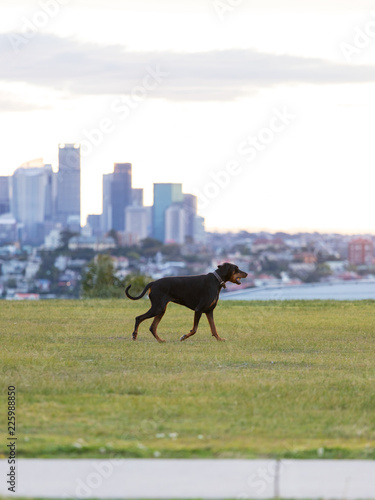 A dog walking within the park.
