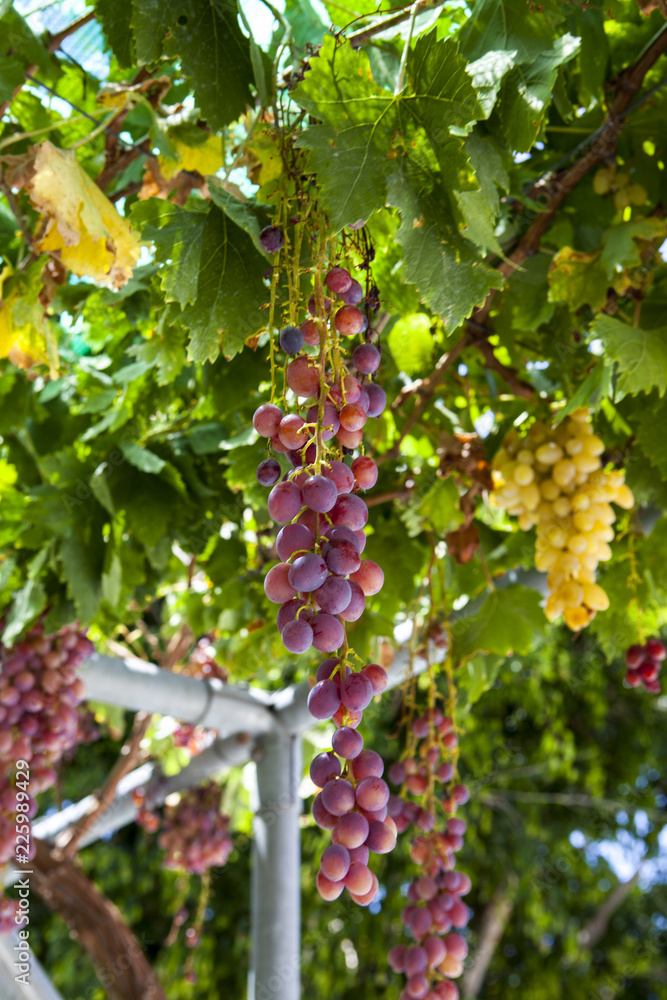 Juicy ripe bunch of grapes pink Muscat .The vineyards of Greece. Juicy ripe bunch of grapes pink Muscat .The vineyards of Greece.