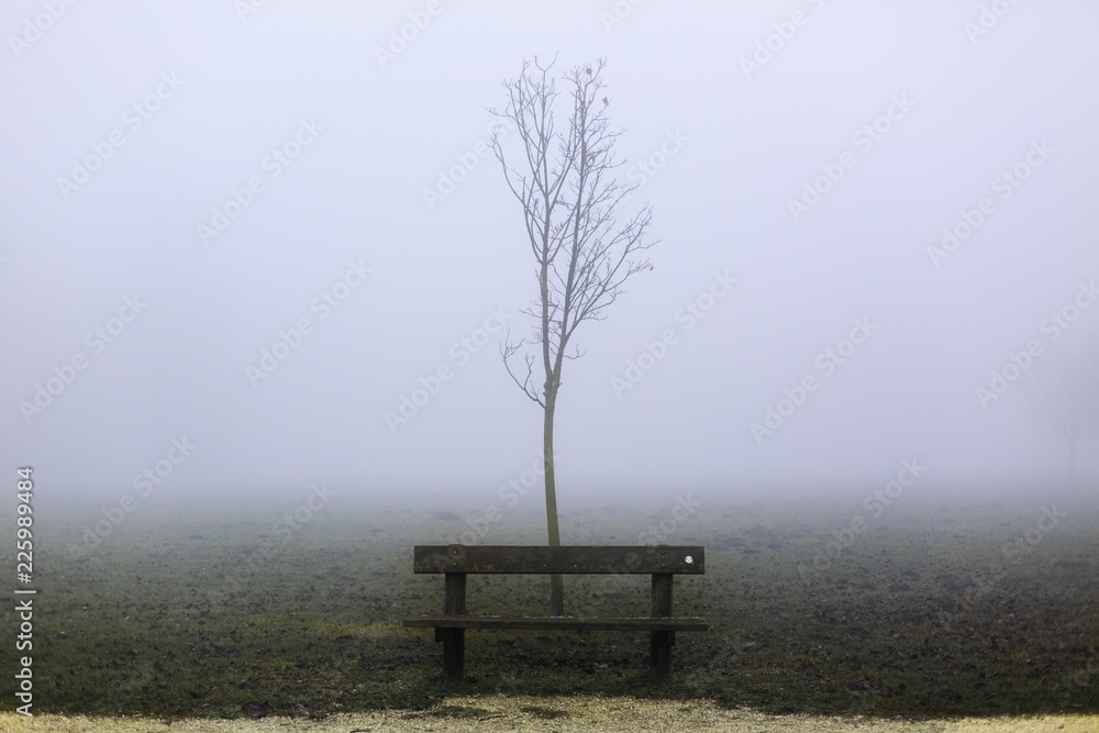 Panca e albero solitari in un banco di nebbia e bruma in autunno