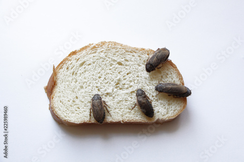 тараканы едят кусок хлеба