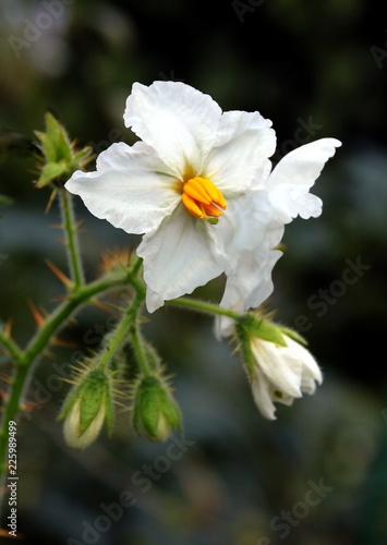 white flowers of Solanum Sisymbriifolium plant