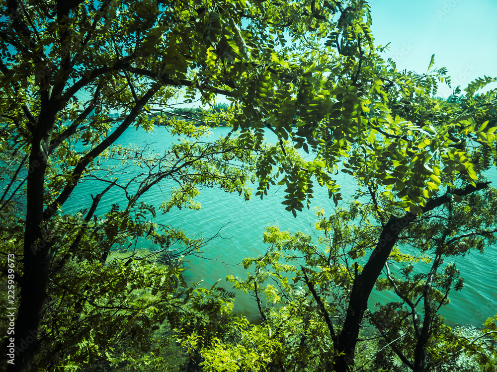 Fototapeta premium trees and a lake landscape