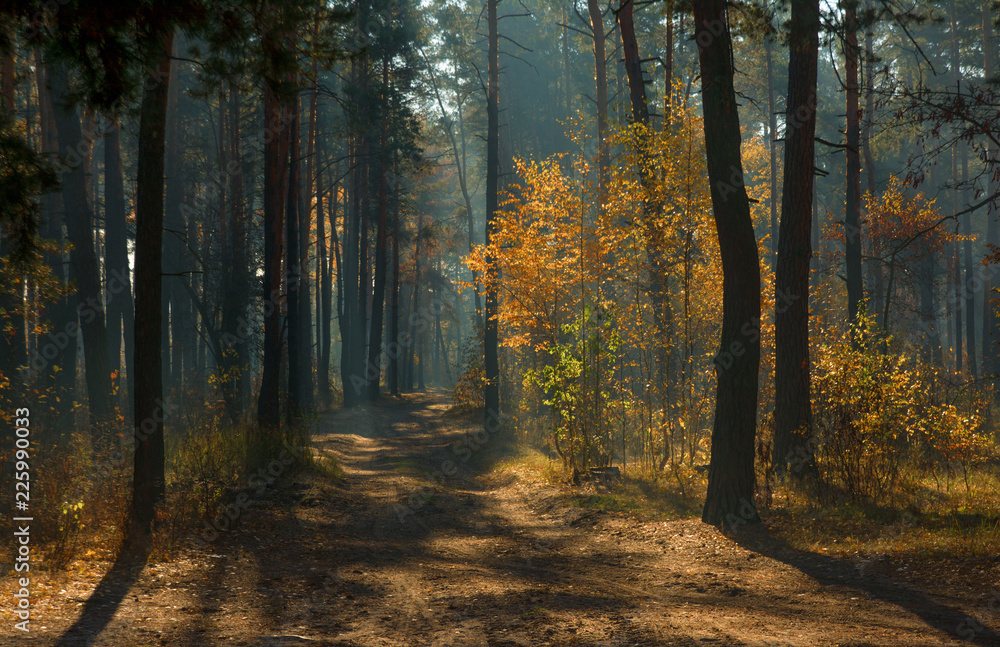 walk in the autumn forest. Morning. Sunlight. Sun rays.