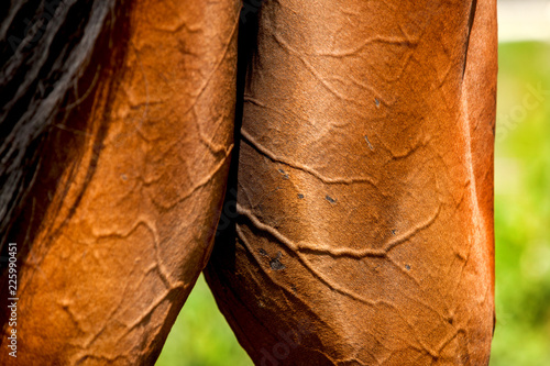 Close-up of rear of a horse.