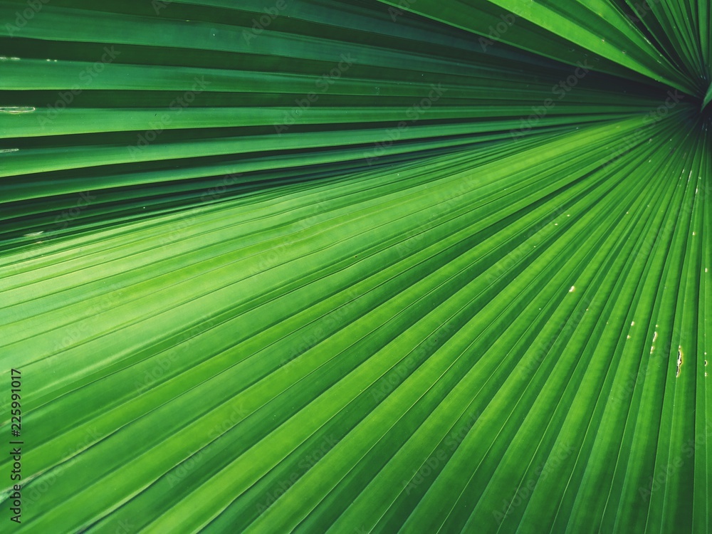green palm leaf background green palm leaf background