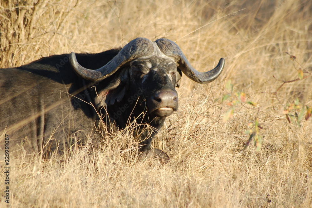 Obraz premium Buffalo Looking 