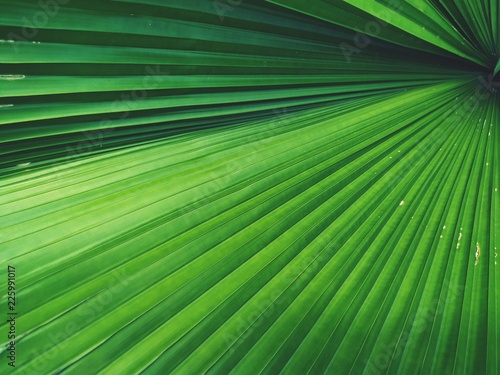 green palm leaf background