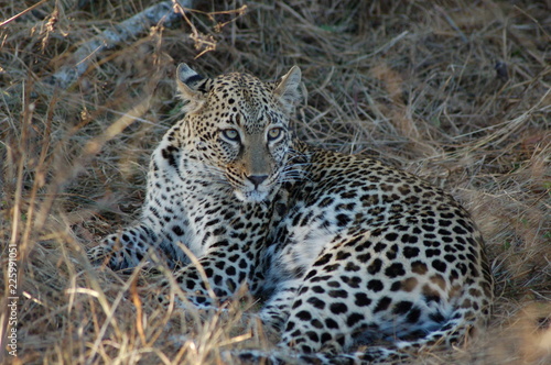 Leopard Lying 