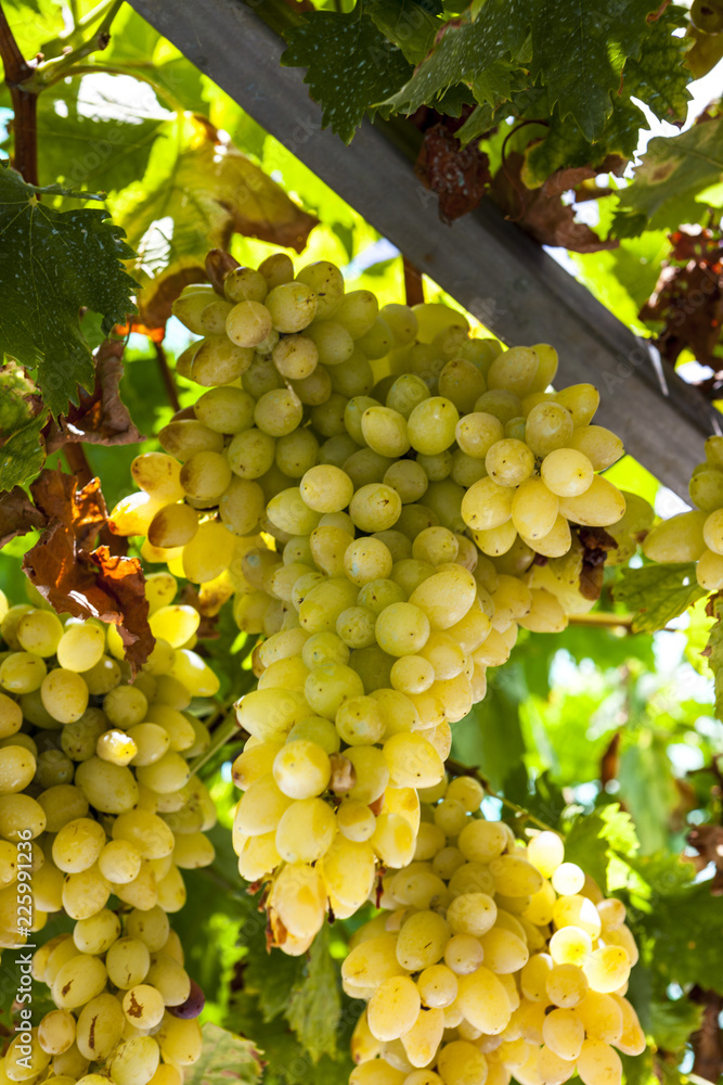 Fototapeta premium Juicy ripe bunch of grapes Chardonnay. The vineyards of Greece.