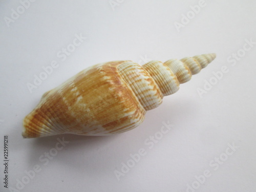 sea shell