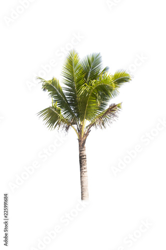 Coconut or palm tree , an asian trees isolate on white background © kittiyaporn1027