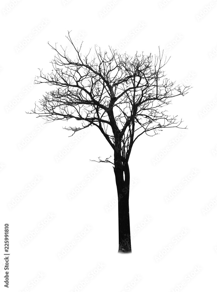 Dead tree silhouette isolated on white background Dead tree silhouette isolated on white background