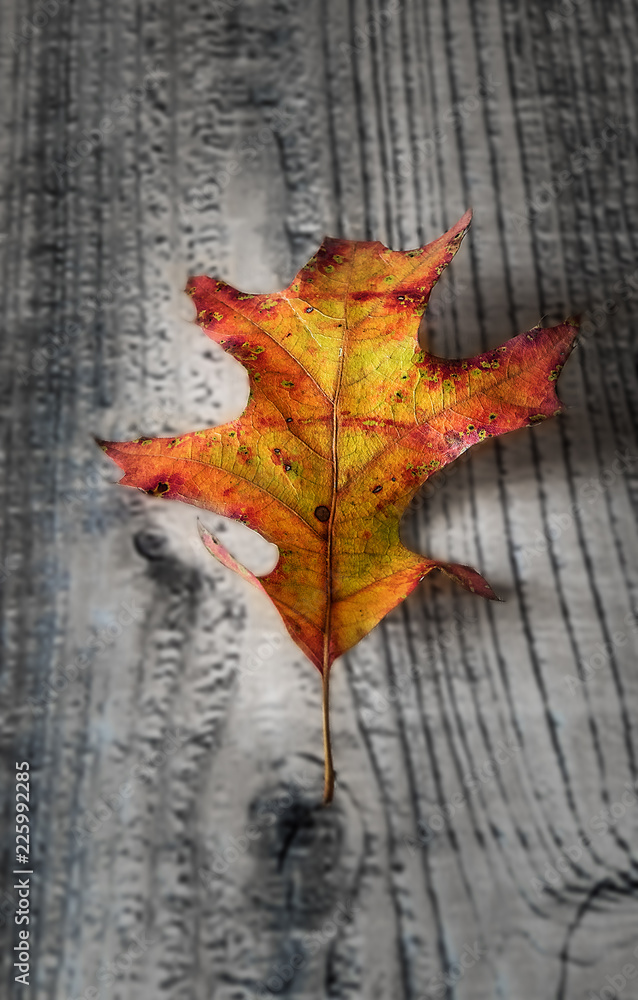 Single colorful autumn leaf on wooden background Single colorful autumn leaf on wooden background