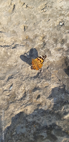 butterfly on a stone