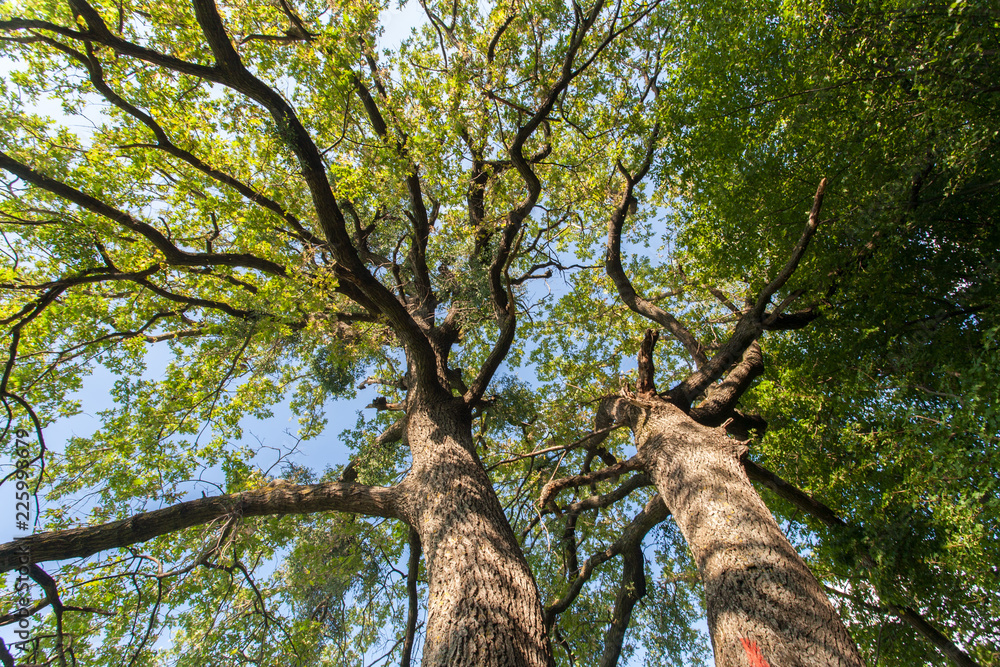 Obraz premium Tree top view.