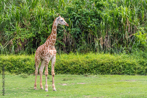 Photography Young Giraffe staring