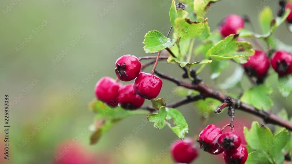 Hawthorn with red berry on the branch, autumn rain water drops, light breeze, bokeh, shallow depth of the field