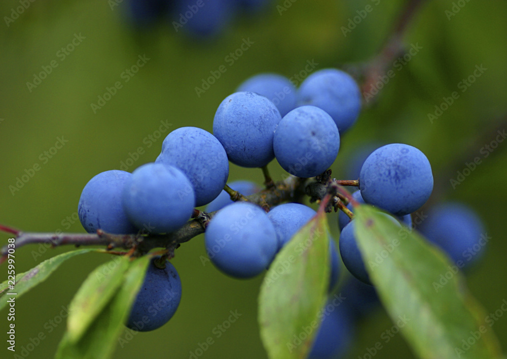 Schlehdorn (Prunus spinosa), Pflanze mit blauen Beeren Stock Photo | Adobe  Stock