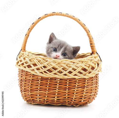 Little gray kitten in the basket. © ANASTASIIA