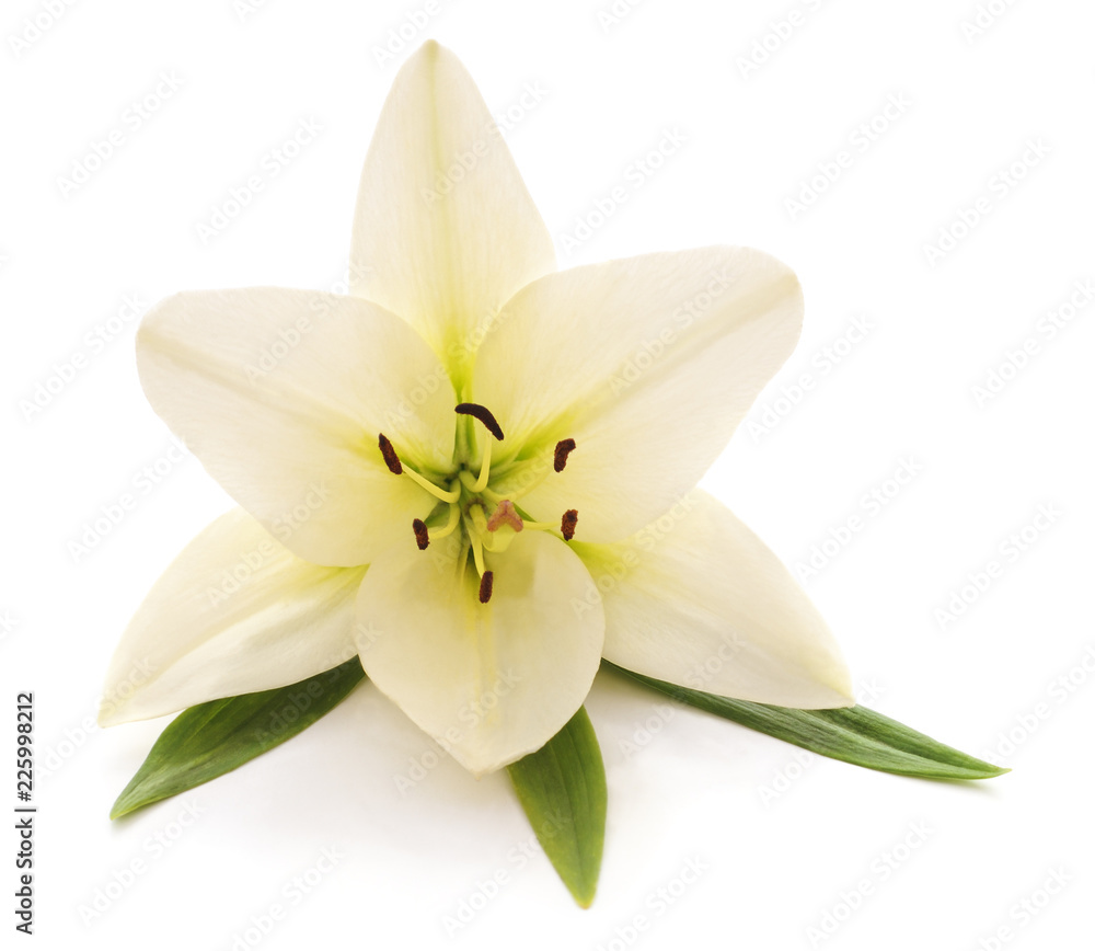 White lily with green leaves. White lily with green leaves.