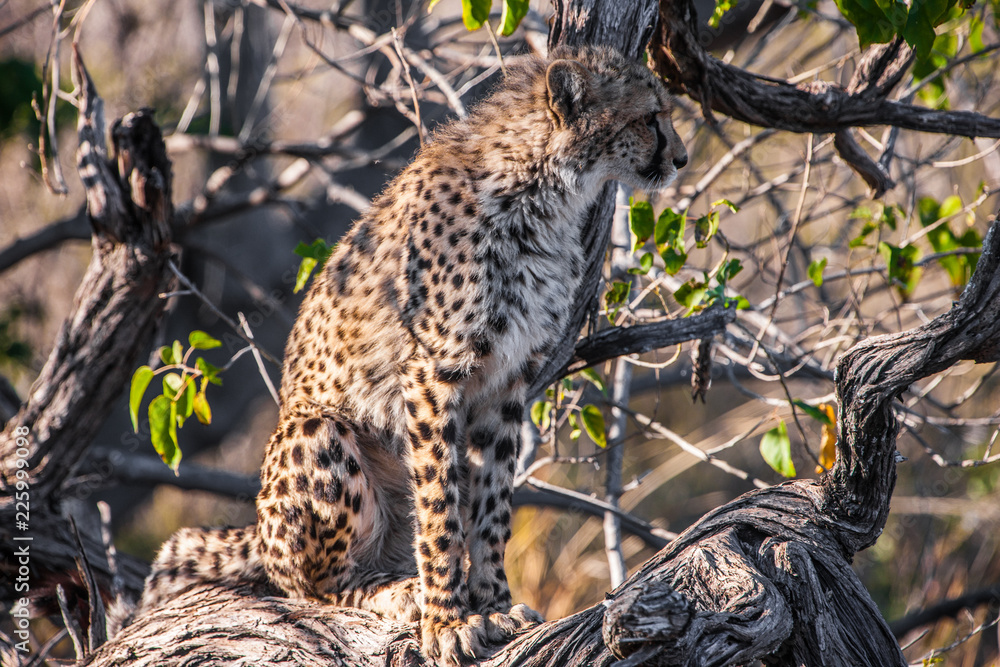 Cheetah (Acinonyx jubatus soemmeringii) in the Okavango-delta in Botswana Cheetah (Acinonyx jubatus soemmeringii) in the Okavango-delta in Botswana