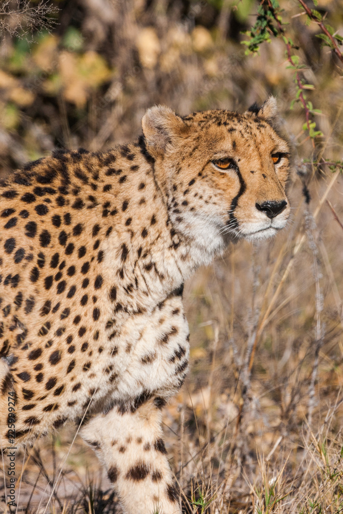 Cheetah (Acinonyx jubatus soemmeringii) in the Okavango-delta in Botswana Cheetah (Acinonyx jubatus soemmeringii) in the Okavango-delta in Botswana