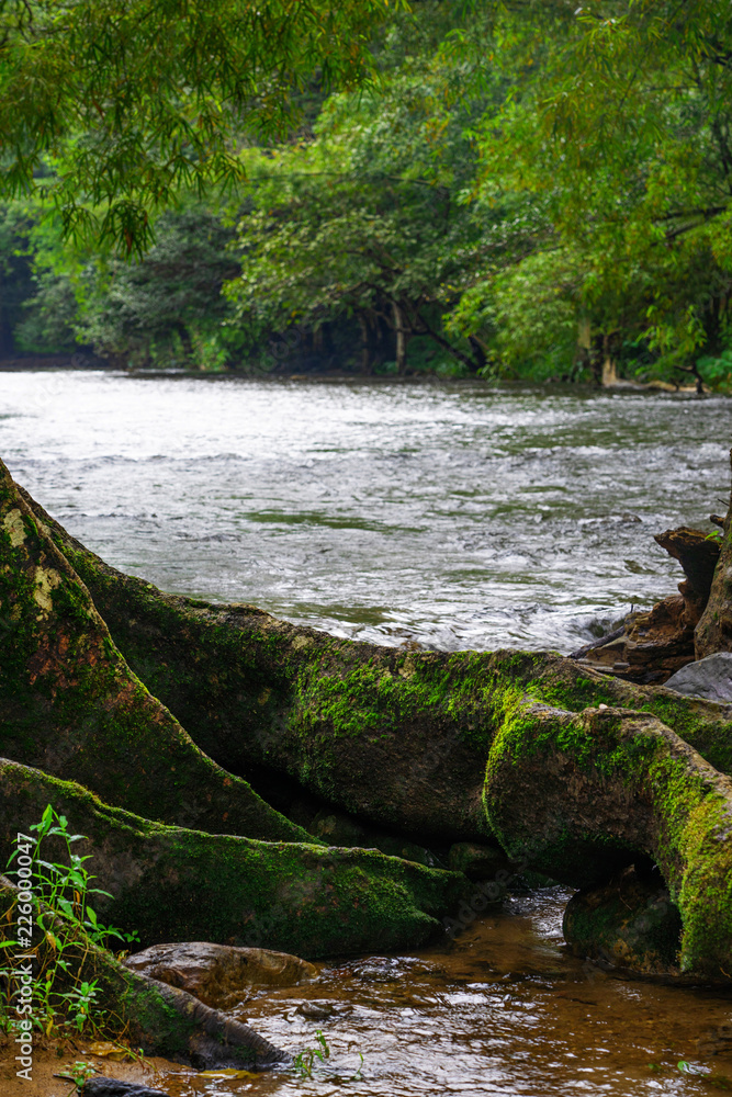 Fototapeta premium Big tree roots with green moss in river