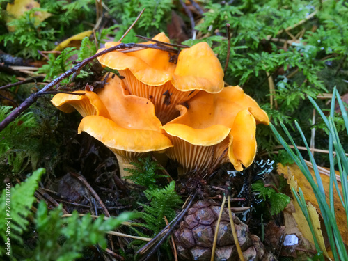 Chanterelles, two yellow ones in the forest with moss - Cantharellus Cibarius