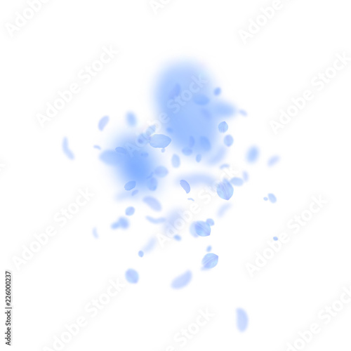 6729207 Dark blue flower petals falling down. Attractive romantic flowers explosion. Flying petal on white s