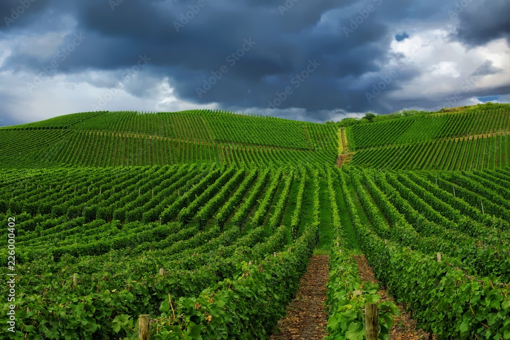 Vineyard in Pfalz, Germany