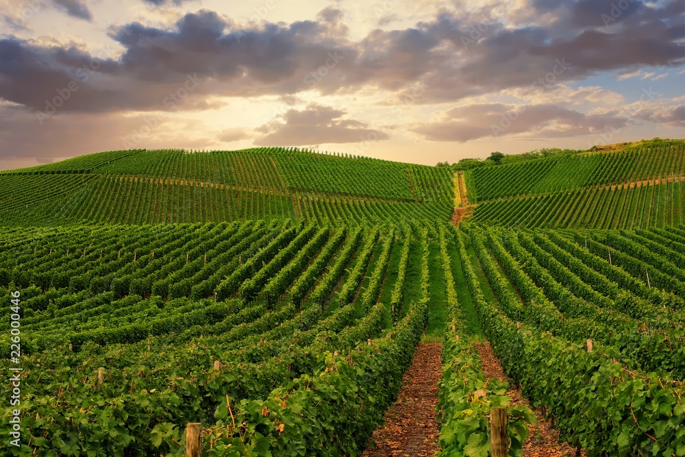 Vineyard in Pfalz, Germany