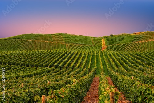 Vineyard in Pfalz  Germany