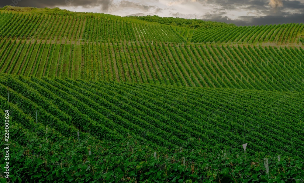 Vineyard in Pfalz, Germany