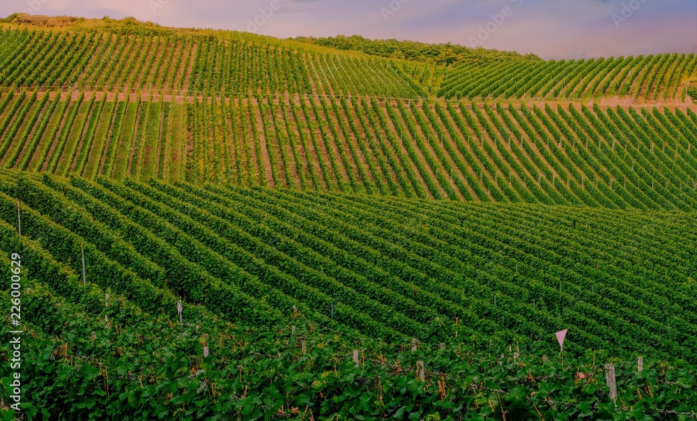 Vineyard in Pfalz, Germany