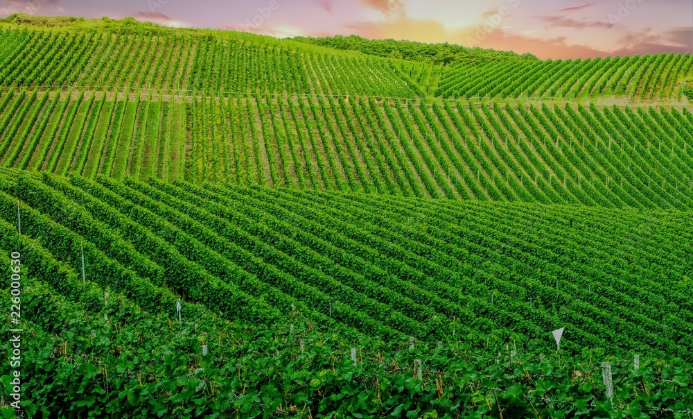 Vineyard in Pfalz, Germany