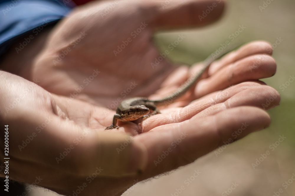 Una lagartija en la mano 