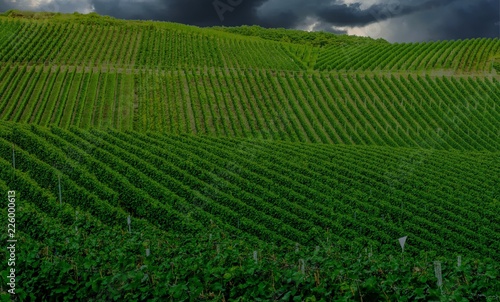 Vineyard in Pfalz  Germany