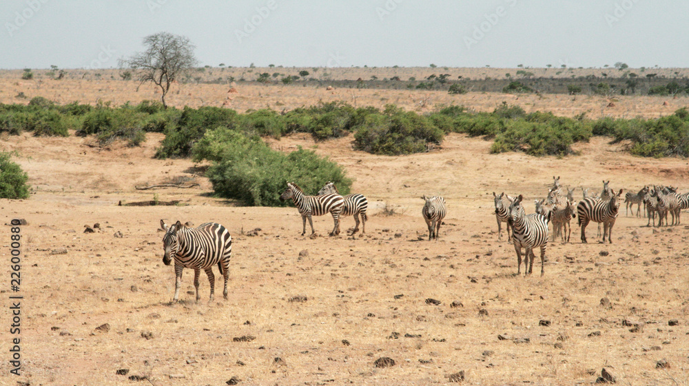 Kenya, Tsavo East - Zebras in their reserve Kenya, Tsavo East - Zebras in their reserve