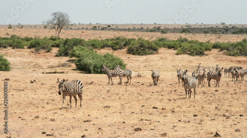 Kenya, Tsavo East - Zebras in their reserve