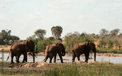 Kenya, Tsavo East - Elephants in their reserve