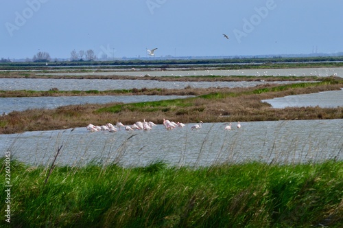 fenicotteri rosa 